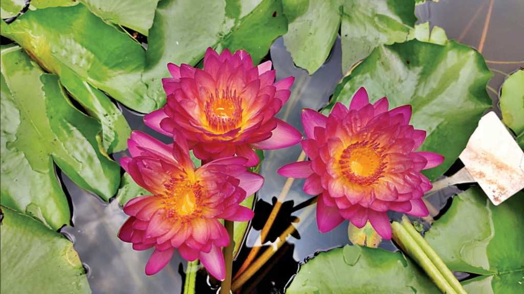 లిల్లీ పూలతో వ్యాపారం