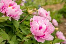 అదృష్టాన్ని ఇచ్చే పువ్వులు