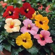 అందాన్నిచ్చే మందార